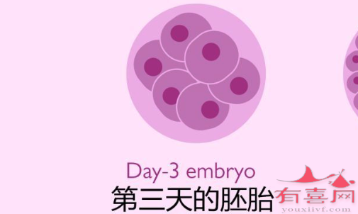 湛江a卵b怀哪里找：植入3天新鲜胚胎的过程是什么？