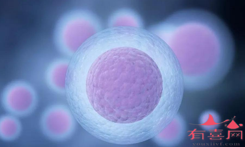 哈尔滨供卵助孕微信群-卵巢抵抗综合征是什么意思？